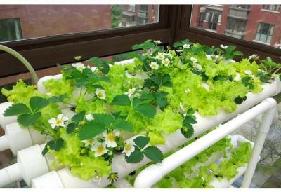 China High Quality Growing Complete Hydroponic System Growing Lettuce and Salad Canals Hydroponics for Garden/Home for sale