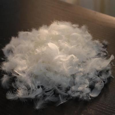 China Cleaness GAGA Hangzhou 2-4cm High Cleaned White Duck Feather for sale