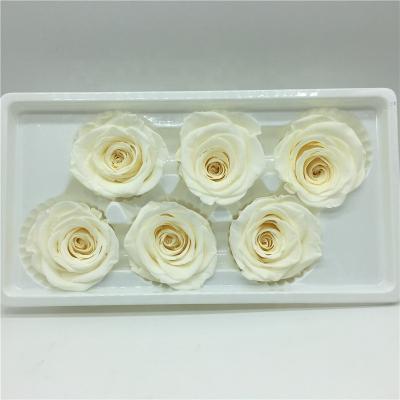 China Home Decoration Wholesale 5-6cm White Color Preserved Roses Flower Eternal Roses For Wedding Bouquet for sale