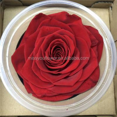 China Home Decoration Wholesale Preserved Roses 9-10cm Red Eternal Flowers Rose Kunming for sale