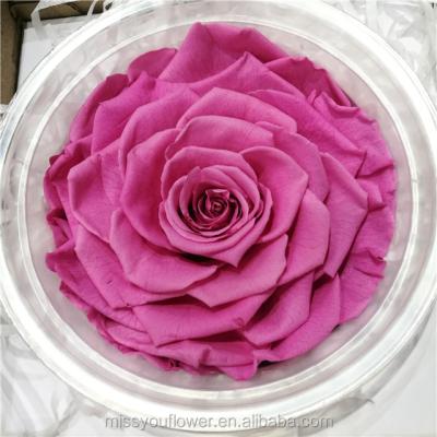 China Wholesale Home Decoration Hot Pink Color 9-10cm Big Pink Head Preserved Roses Valentine's Day Gift for sale