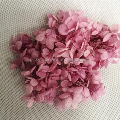 China Real Preserved Anna Hydrangea Yunnan Home Decoration Wholesale Best Quality for sale