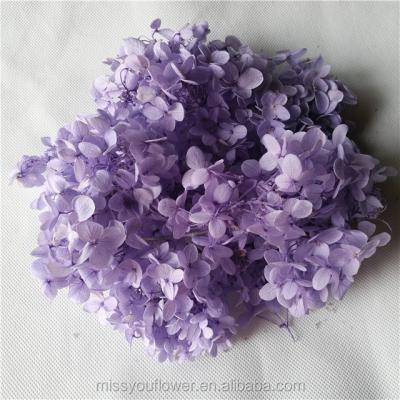 China Home Decoration Wholesale Touch Real Hydrangea Preserved Fresh Kunming Hydrangea for sale