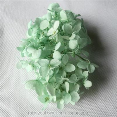 China Wholesale Home Decoration Mint Green Color Real Light Preserved Fresh Hydrangea For Decoration for sale