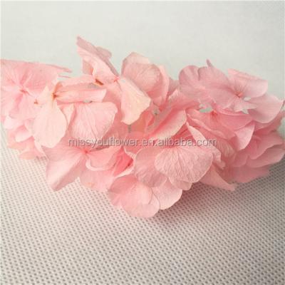 China Factory supply home decoration hydrangea pink color infinity everlasting hydrangea preserved fresh hydrangea for sale