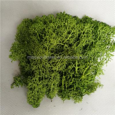 China Home Decoration Wholesale Green Color Preserved Real Moss Fresh Grass Moss For Wall Decoration for sale