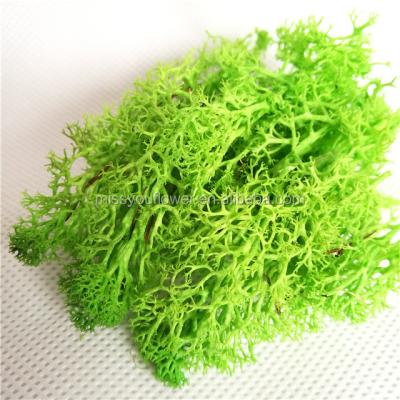 China Home Decor Wholesale High Quality Natural Preserved Moss For Decoration for sale