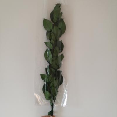 China Preserved Rose Bud Green Color Wholesale Real Rose Long Stem Preserved Rose Stems for sale