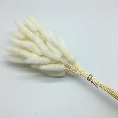 China Hot sale cheap dry grass dry grass white color flower rabbit tail grass wholesale home decoration natural lagurus ovatus for sale