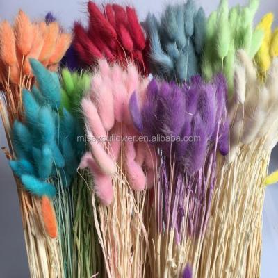 China Wholesale Multicolor Home Decoration Rabbit Tail Preserved Grass For Decoration for sale