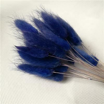 China Wholesale Home Decoration Dark Blue Color Flower Lagurus Ovatus Rabbit Tail Cheap Dried Dry Grass For Home Decorations On Sale for sale