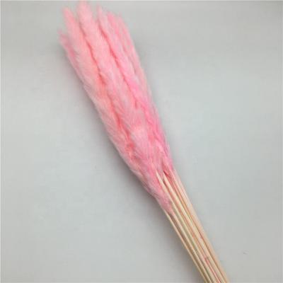 China Wholesale Home Decoration Pink Color Reed Sticks Dried Pampas Grass Plume Dry Phragmites Dried Flower for Home Decoration on Sale for sale