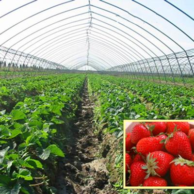 China Professional Anti-Drip Greenhouse Film 200 Micron Plastic Greenhouse Roll Greenhouse Film for sale