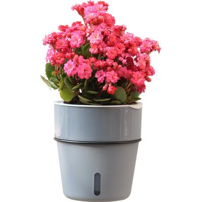 China Modern Imitate Plant Ceramic Pot Self Watering Set Flower Pot Frame Iron Plastic Flower Pot for sale