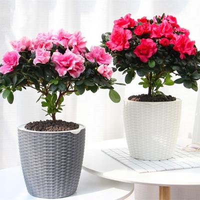 China Modern Thickened Plastic Flower Pot Radish Pot Individual Creative Lazy Green Watering Pots for sale