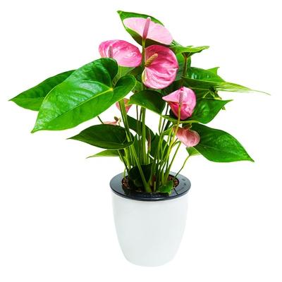 China Hot Selling Modern Self Watering Plant Pot Around Large Plastic Flower Pot Planter Bulk Pot for sale