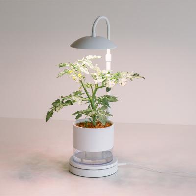 China Seed starting growing lamp tomatoes growing under desk lamp for sale