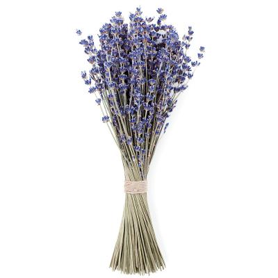 China Natural Touch Wholesale Real Dried Lavender Bunch Preserved Lavender Bouquet for Home Decoration for sale