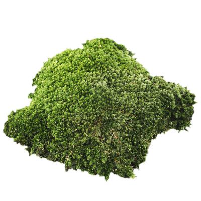 China Wall Decoration 100% Natural Real Natural Soft Decoration Lichen Moss Reindeer Preserved Moss for sale