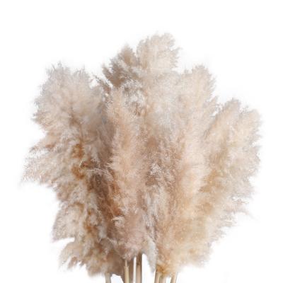 China Natural Dried Pampas Grass Flowers Natural Dried Long Last Flower Arrangements Pampas Grass Large Decor Grass Pampas for sale