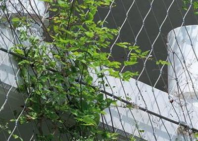 China AISI316 2.5mm Steel Wire Netting For Climbing Plants Corrosion Proof zu verkaufen