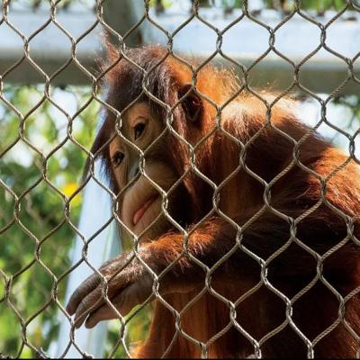 中国 ステンレス鋼のフェルルケーブルワイヤーメッシュ 動物園のセキュリティメッシュのための材料タイプ304/316 開口サイズ50 * 50 販売のため