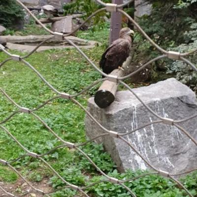 Китай Диамантовый решеток из нержавеющей стали с веревкой для птичьего гнезда продается