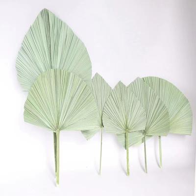 China Eco - Friendly Kitchen Colorful Home Decor Dried Natural Palm Leaves Palm Fan for sale