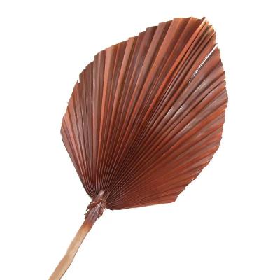 China New Trends Eco - Friendly Customized Dried Palm Leaf For Decoration for sale