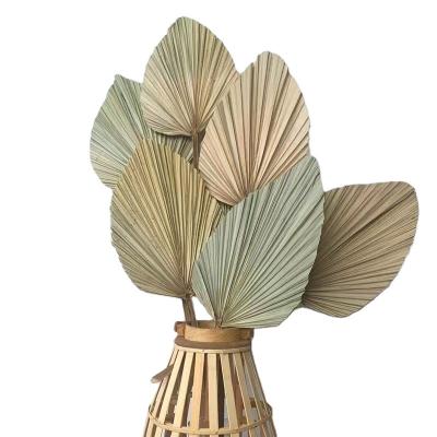 China Eco - Friendly Natural Treated Dried Floral Palm Leaves Dried Fan For Wedding for sale