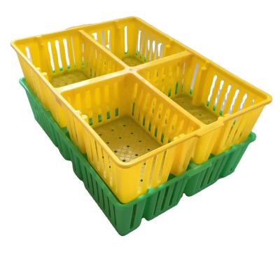 China Cultivates the factory direct sale best price pp high quality young bird chicken plastic transport box for sale