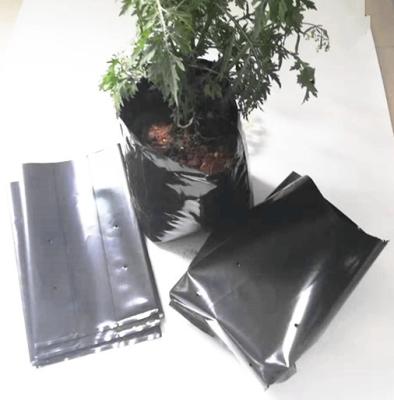 China Polyethylene Black Grow Bags Plastic Seeding Nursery Bags for sale