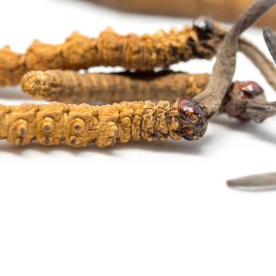 China Benefit the lungs and transform phlegm (TCM) Jiu Tian Wild Cordyceps Snowy Mountain Wild Cordyceps China's Top Healthy Tonic Foods for sale