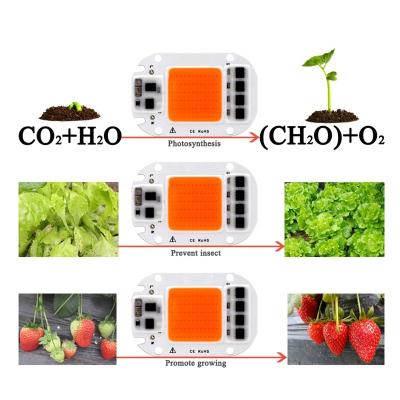 China Fruit Vegetable Greenhouse Flower AC Driverless Growing Lights 230V Plant Grow Lights LED Full Spectrum 50W COB Led For Indoor Planting for sale