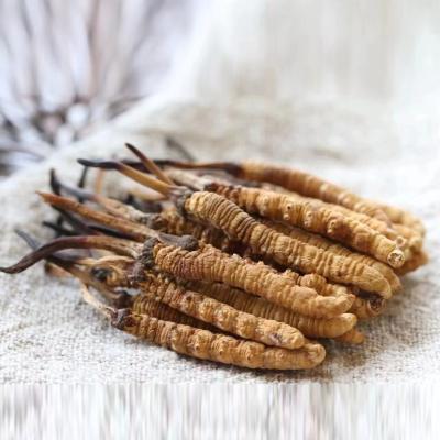 China Others Wholesale Healthy Food Cordyceps High Quality Sinensis Dried Cordyceps for sale