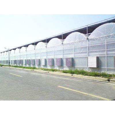 China Single span agriculture greenhouse plastic shed film green house for sale