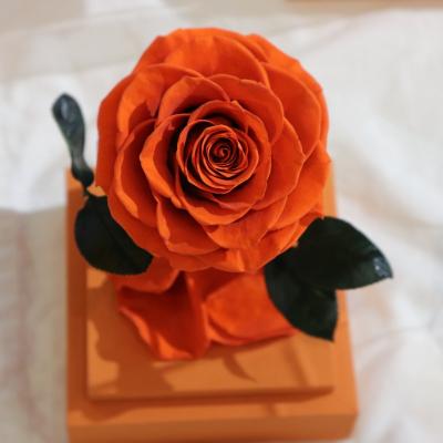 China Natural Rose Acrylic box preserved flowers roses with wooden base for sale