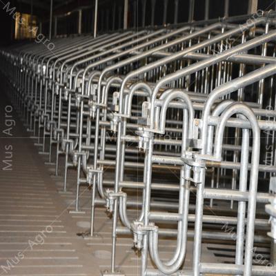 China Durable Factory Wholesale Galvanized Gestation Crate Sow Pig Gestation Placing Column for sale