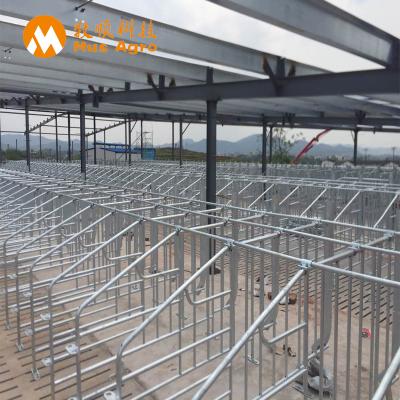 China Durable Pig Farm Equipment Sow Galvanized Gestation Crate Pig Gestation Stall Agricultural Equipment for sale