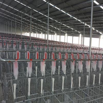 China Factory Farms Automatic Driven Direct Supply Pig Farm Feeding Line For Pigs for sale