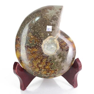 China China Natural Polished Conch Ammonite Fossil Fossil For Sale for sale