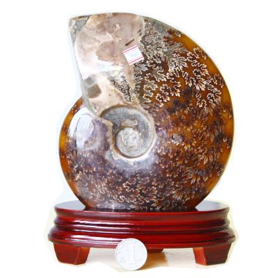 China China natural conch polished ammonite fossil for sale for sale