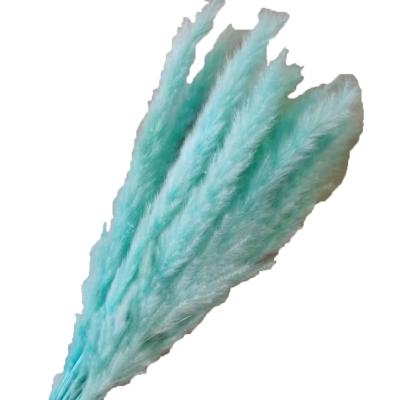 China Eco-Friendly Factory Supply Amazon Small Reed Of Various Colors Natural Bestselling Dried Pampas Grass for sale