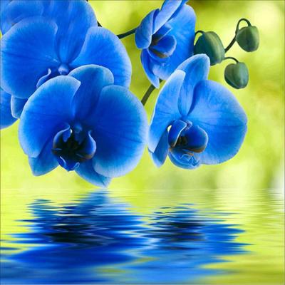 China Waterproof+ECO-Friendly on Sale Home Decoration Fine Workmanship Blue Phalaenopsis Diamond Painting High Quality for sale