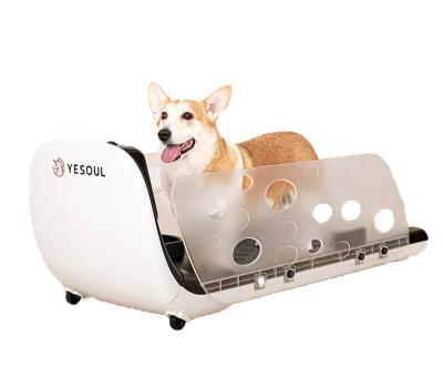 China White Pet Products Dog Home Treadmill Walking Machine Pet Cat Dog Training Treadmill Small As Pet Training Behavior Products for sale