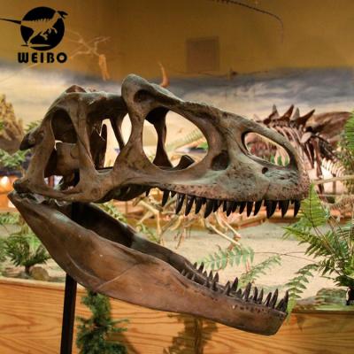 China Theme park dinosaur fosill t-rex head skeleton for museum decoration for sale