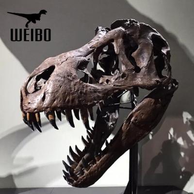 China Theme Park Life Size Dinosaur Skeleton Head for sale