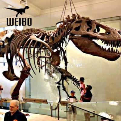 China Theme Park Dinosaur Skeleton Fossil Dinosaur Replica for sale