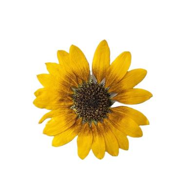 China Pampas dry 2022 dry flower materials included specimens real dry pressed sunflowers dried pressed pressed flowers for sale