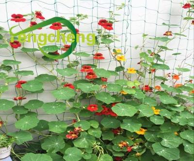 China Economic Plants Price Plant Support Net For Growing Vegetable Garden Plants Use for sale